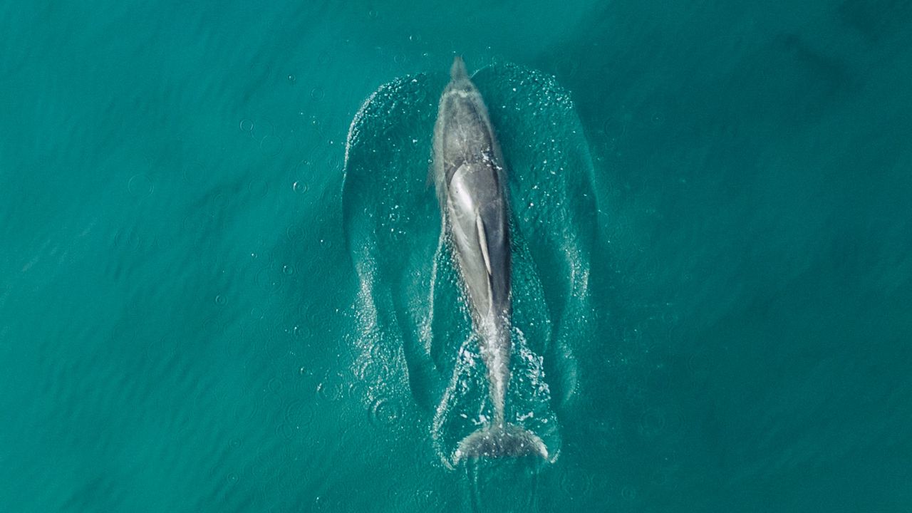 Wallpaper dolphin, fish, aerial view, water, ocean