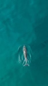 Preview wallpaper dolphin, fish, aerial view, water, ocean