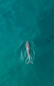 Preview wallpaper dolphin, fish, aerial view, water, ocean