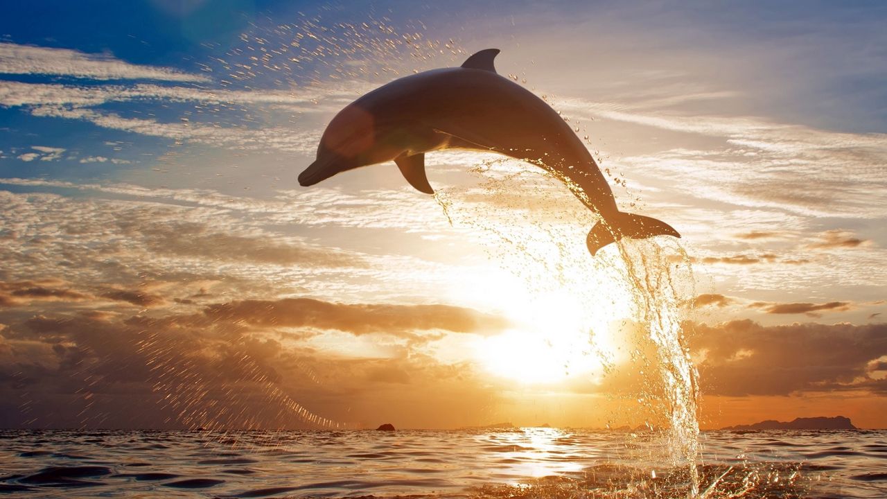 Wallpaper dolphin, jump, sea, sunset