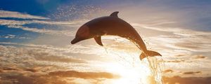 Preview wallpaper dolphin, jump, sea, sunset