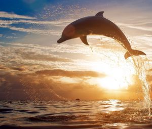 Preview wallpaper dolphin, jump, sea, sunset