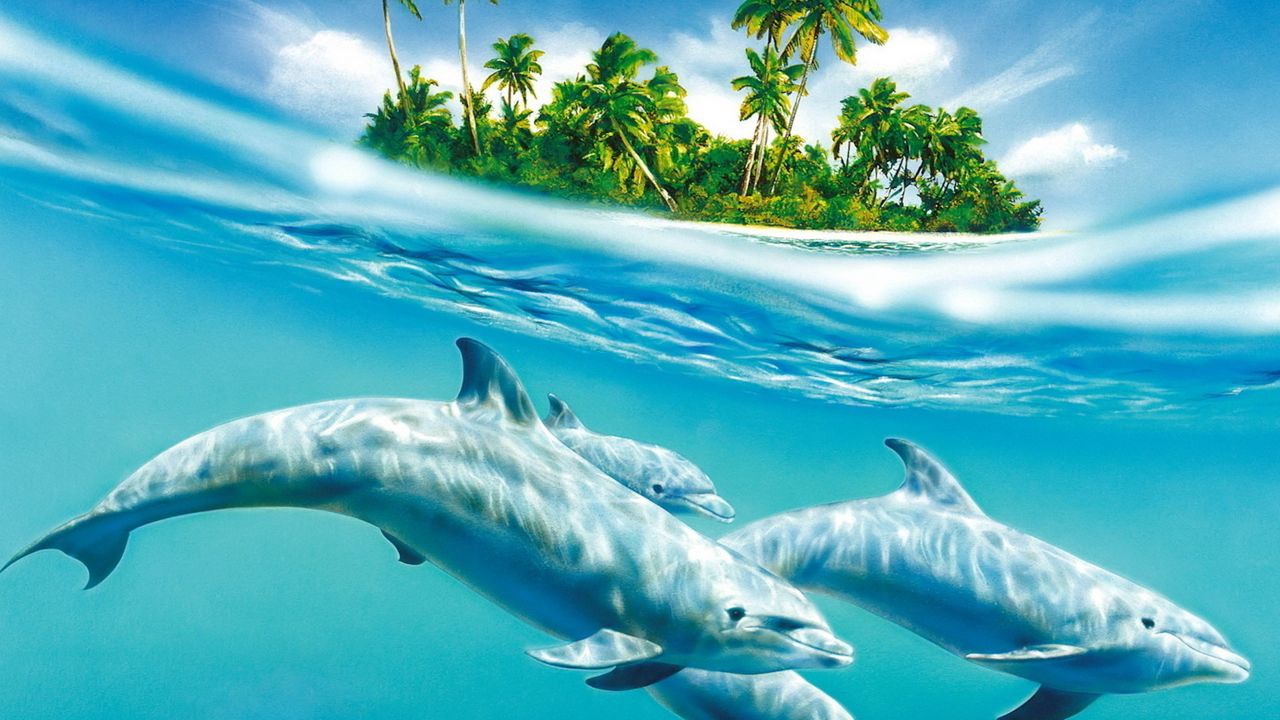 Wallpaper dolphin, palm trees, wind, waves, sea, trees