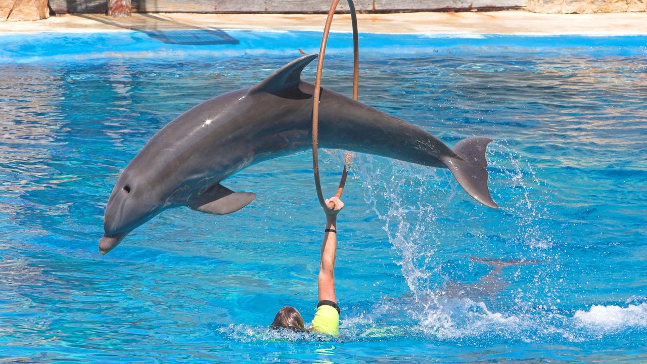 Wallpaper dolphin, pool, jump, hoop