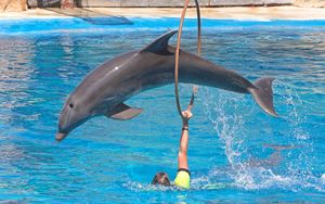 Preview wallpaper dolphin, pool, jump, hoop