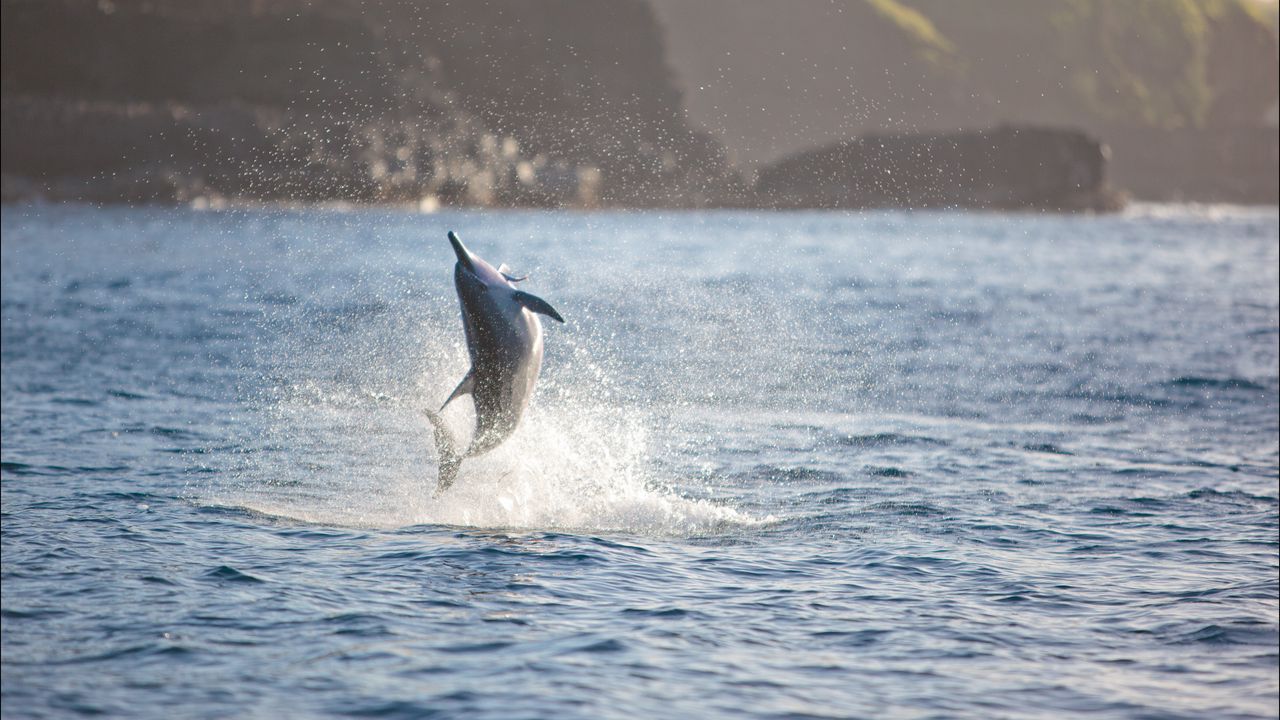 Wallpaper dolphin, sea, jump, splash