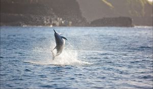 Preview wallpaper dolphin, sea, jump, splash