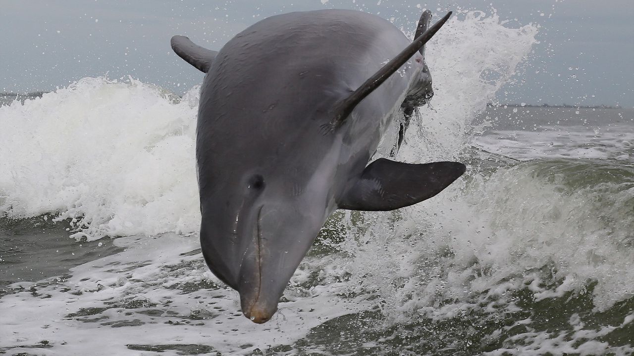 Wallpaper dolphin, sea, jump