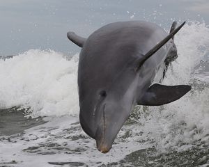 Preview wallpaper dolphin, sea, jump