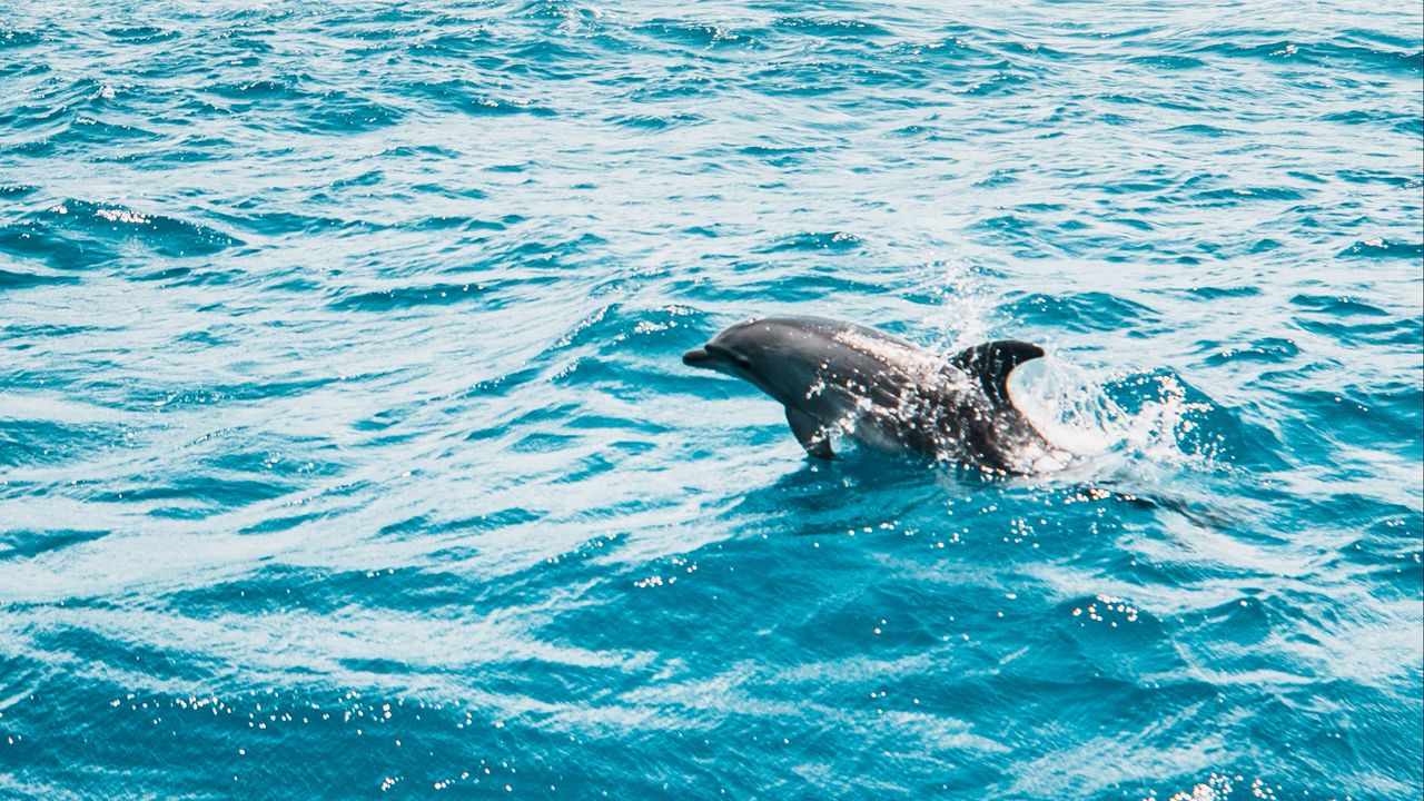Wallpaper dolphin, sea, water, waves, spray