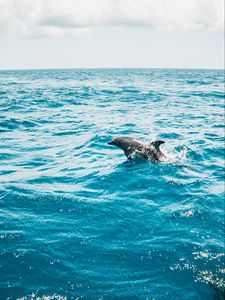 Preview wallpaper dolphin, sea, water, waves, spray