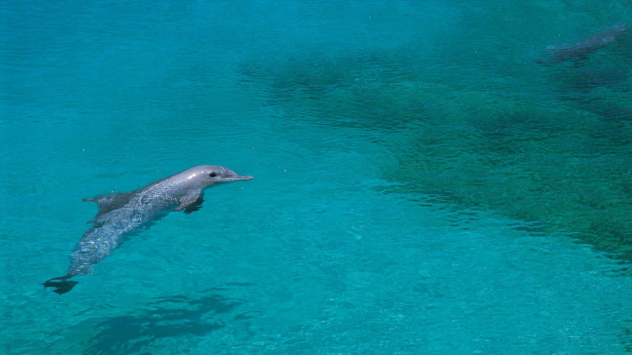 Wallpaper dolphin, shallow water, swim