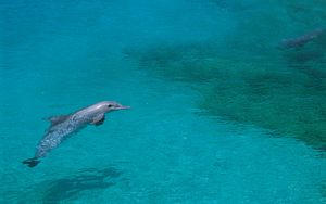 Preview wallpaper dolphin, shallow water, swim