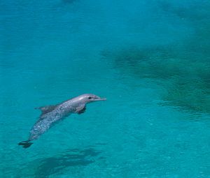 Preview wallpaper dolphin, shallow water, swim