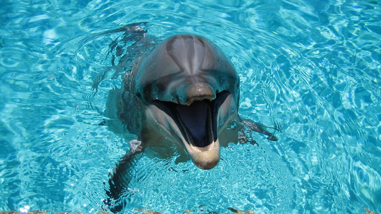 Wallpaper dolphin, smiling, water, pool