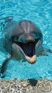 Preview wallpaper dolphin, smiling, water, pool