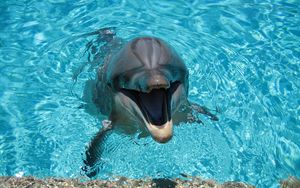 Preview wallpaper dolphin, smiling, water, pool