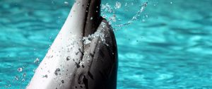 Preview wallpaper dolphin, spray, head, playful