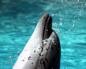 Preview wallpaper dolphin, spray, head, playful