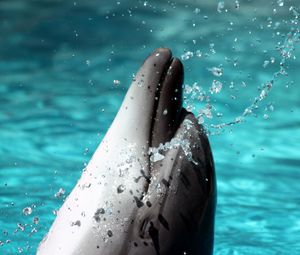 Preview wallpaper dolphin, spray, head, playful