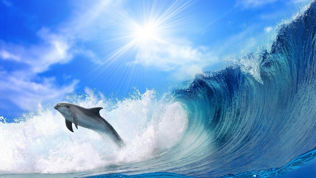 Wallpaper dolphin, sunshine, shine, jump, sea