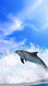 Preview wallpaper dolphin, sunshine, shine, jump, sea