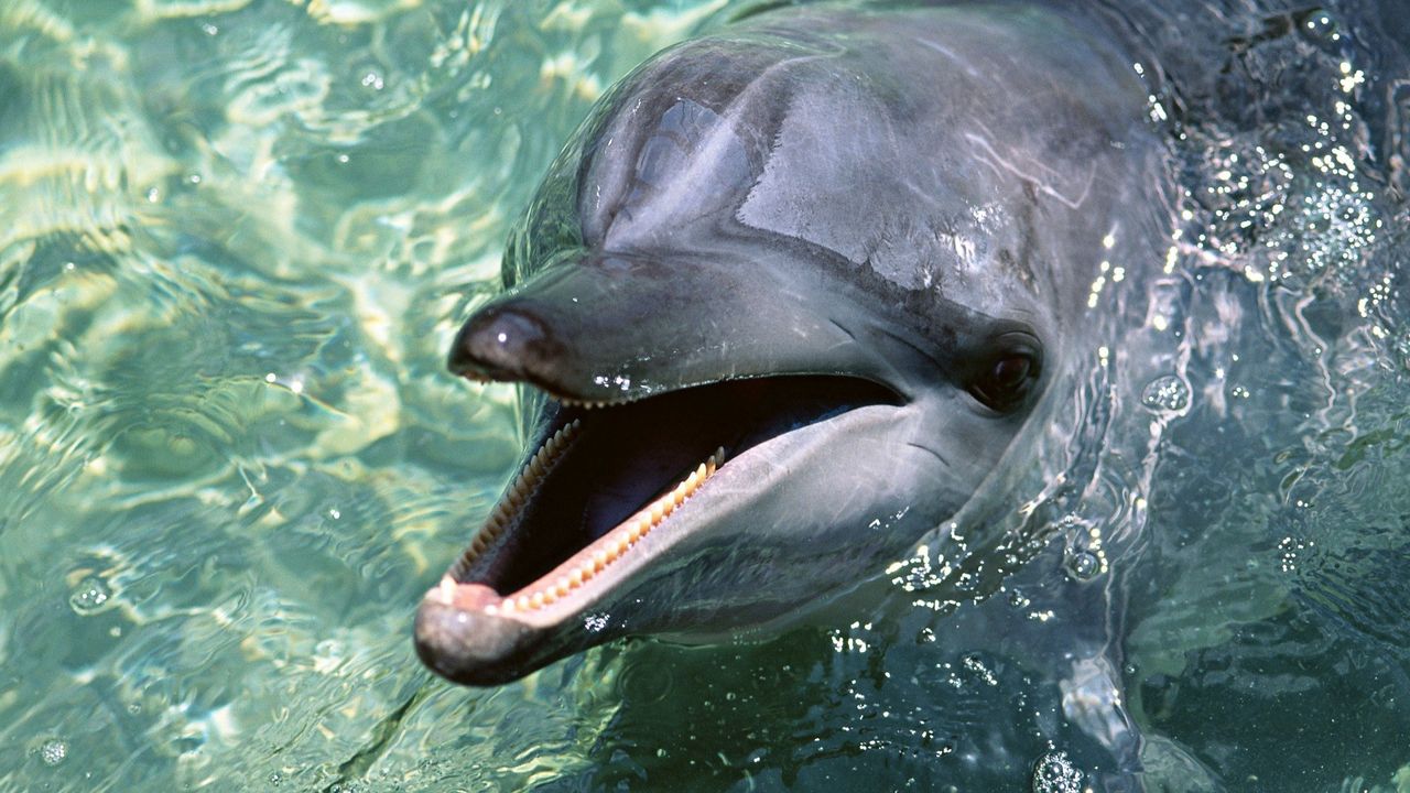 Wallpaper dolphin, teeth, water