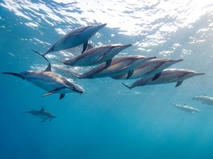 Preview wallpaper dolphin, tropical dolphin, hawaii, ocean, water, flock