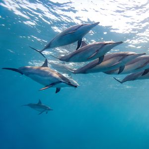 Preview wallpaper dolphin, tropical dolphin, hawaii, ocean, water, flock