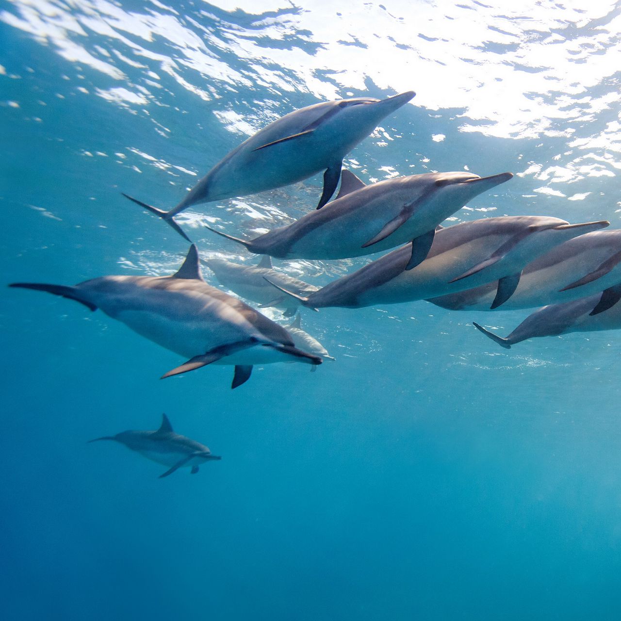 Download Wallpaper 1280x1280 Dolphin Tropical Dolphin Hawaii Ocean Water Flock Ipad Ipad 2 Ipad Mini For Parallax Hd Background