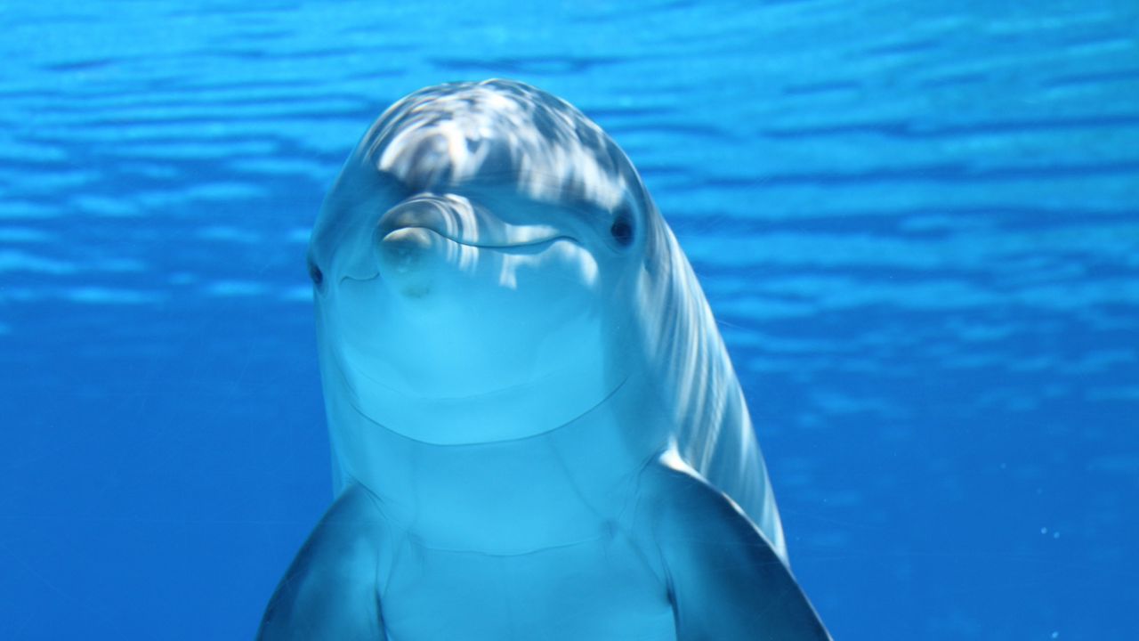Wallpaper dolphin, underwater, mammal