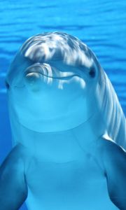 Preview wallpaper dolphin, underwater, mammal
