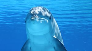 Dolphin full hd, hdtv, fhd, 1080p wallpapers hd, desktop backgrounds  1920x1080, images and pictures