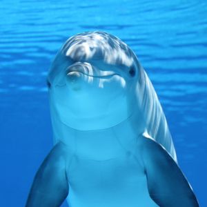 Preview wallpaper dolphin, underwater, mammal