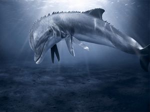 Preview wallpaper dolphin, underwater, swim, bottom