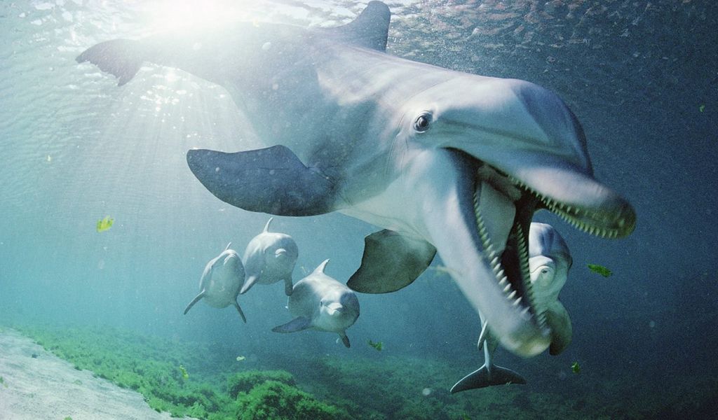 1024x600 Wallpaper dolphin, underwater, swimming, sea