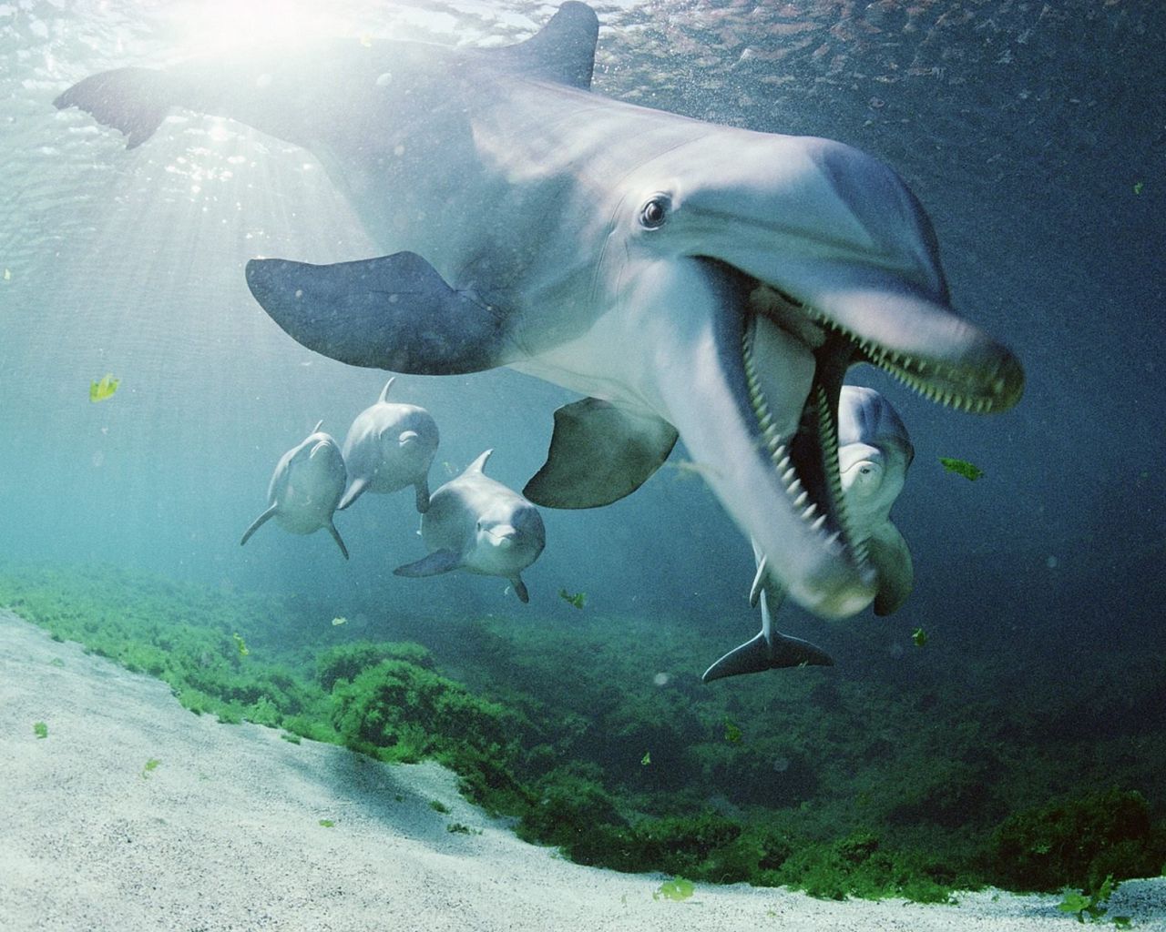 1280x1024 Wallpaper dolphin, underwater, swimming, sea