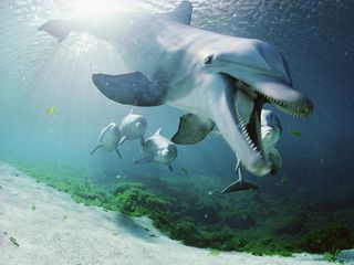 320x240 Wallpaper dolphin, underwater, swimming, sea