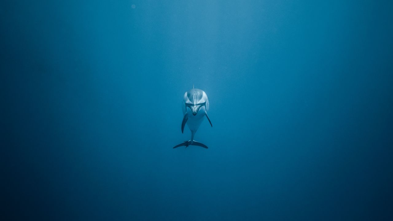 Wallpaper dolphin, underwater world, swim, lonely