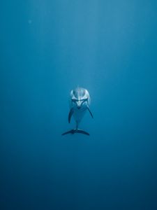 Preview wallpaper dolphin, underwater world, swim, lonely