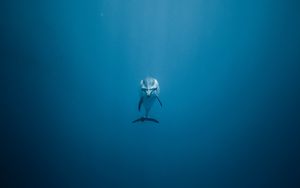 Preview wallpaper dolphin, underwater world, swim, lonely