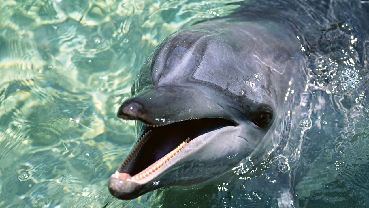 Wallpaper dolphin, water, face, cute, sleek, playful