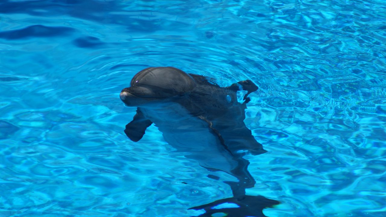 Wallpaper dolphin, water, ripples