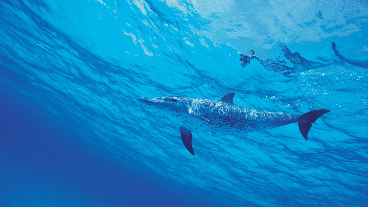 Wallpaper dolphin, water, sea