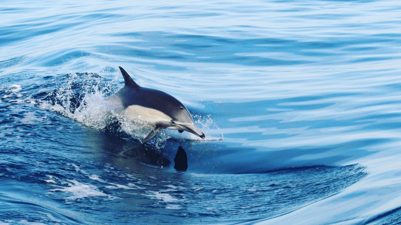 Wallpaper dolphin, water, splash, waves