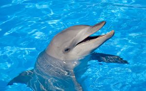 Preview wallpaper dolphin, water, swim, head