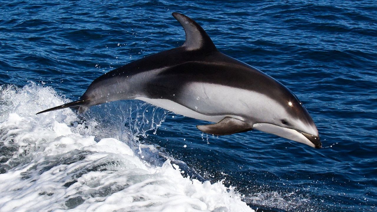 Wallpaper dolphin, water, swim, jump, splash, sea