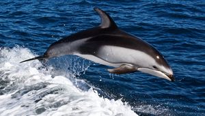 Preview wallpaper dolphin, water, swim, jump, splash, sea