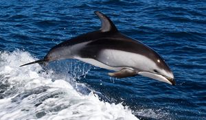 Preview wallpaper dolphin, water, swim, jump, splash, sea