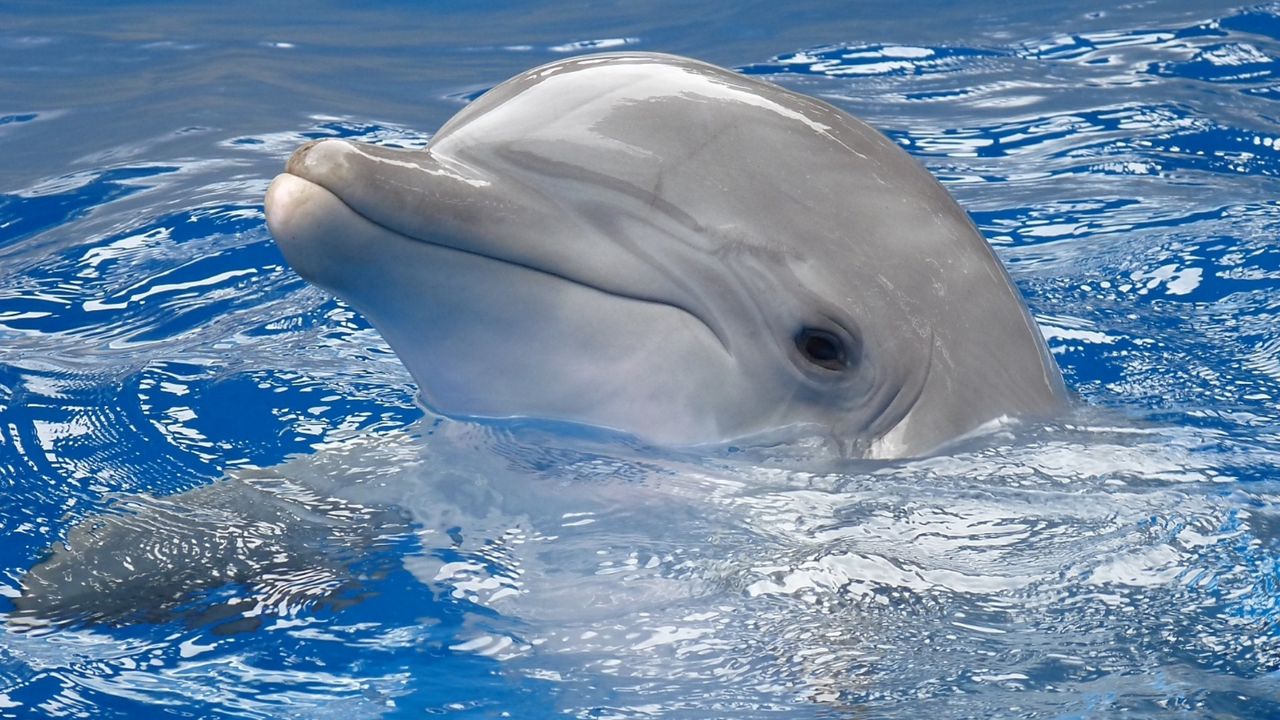 Wallpaper dolphin, water, swim, head